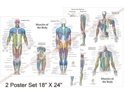 2 Human Muscle Anatomy Poster Anterior Posterior And Deep Etsy