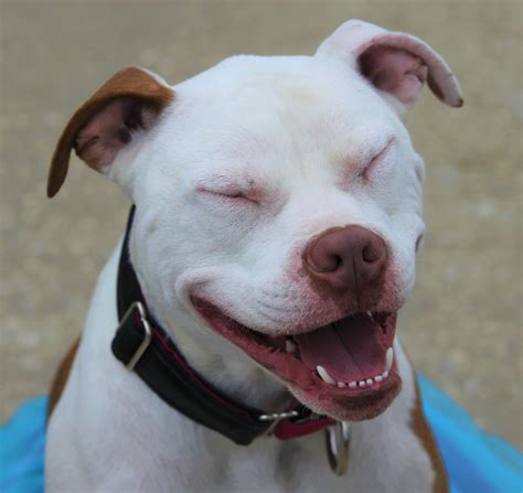 In this article, we take a look at some of the most popular american mixed breeds are also called designer dogs, and they are created by mating two purebred dogs of different types. Pit bull/American bulldog mix - Cherokee | Mid-America Bully Breed Rescue