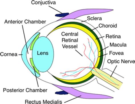Anatomical Cross Section Of The Human Eye The Macula Is The Central