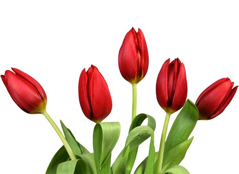 Download Flowers Png Image For Free