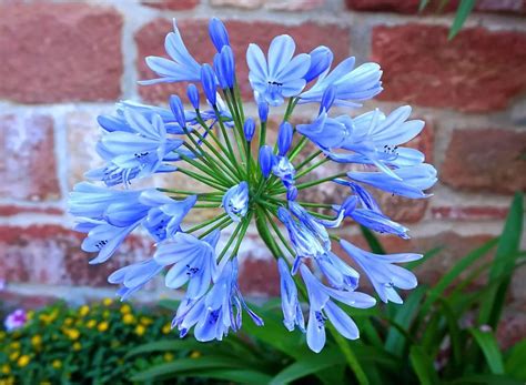 Quand et comment planter les agapanthes guide détaillé avec des