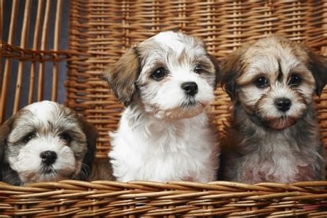 What Age Do Havanese Puppies Stop Growing