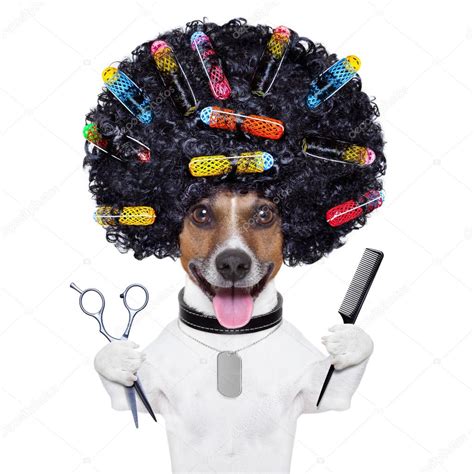 Hairdresser Dog With Curlers — Stock Photo © Damedeeso 29776217