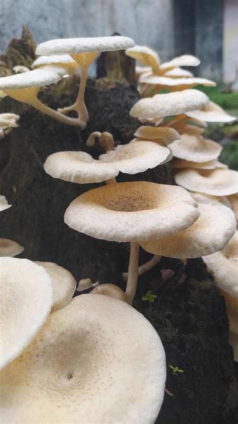 White Fungus Mushroom 6 Stock Image Image Of Food Color 211001231