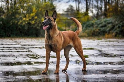 Known for their unending loyalty and devotion, the malinois is a highly trainable, protective, and focused breed that thrives off of the bonds created with their human. Belgian Malinois | Personal Protection Dogs For Sale