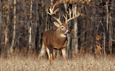 Deer Hunting Wallpapers Top Free Deer Hunting Backgrounds