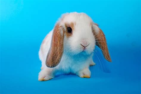 Cute Little Young Bunny Rabbit Lop Eared Dwarf Rabbits Stock Image