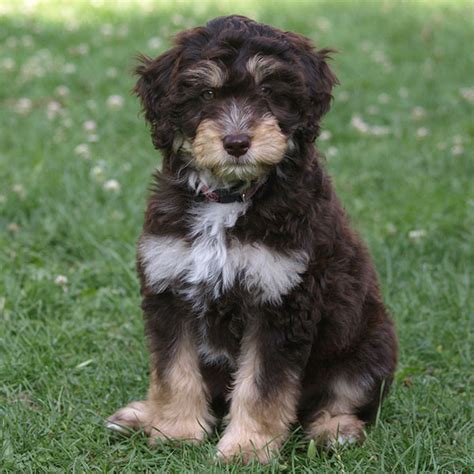 1 Aussiedoodle Puppies For Sale In Houston Tx