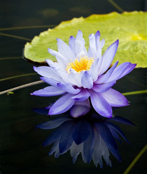 Worldview Photography Water Lilies Etc Subtle Reflection