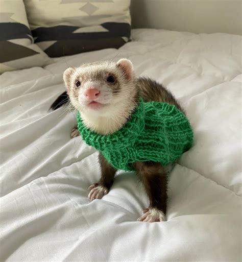Green Hand Knitted Seemless Ferret Sweater Jumper Handmade Etsy In