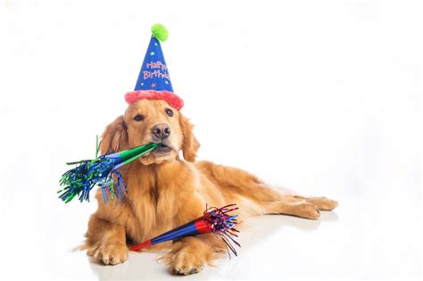 Whether it's your dog's first birthday or it's headed towards higher numbers, doing something special for your pup can be a wonderful way to celebrate it's not a birthday without some funny activities. How to Throw a Dog Birthday Party Like a Rockstar | Estilo ...