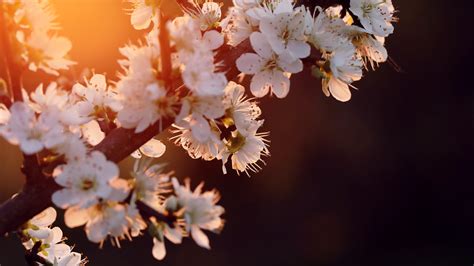 5120x2880 Cherry Blossom 5k 5k Hd 4k Wallpapers Images