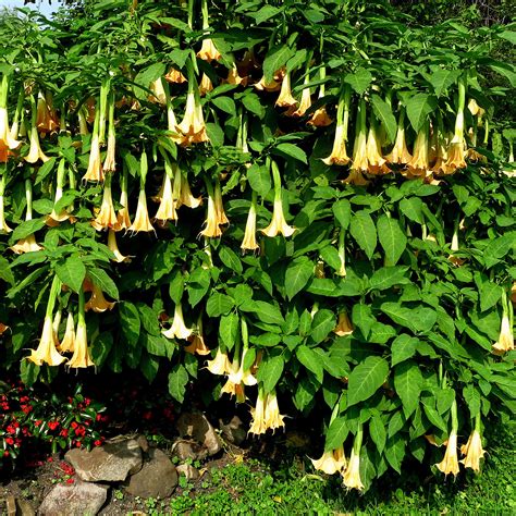 Brugmansia Suaevolens Angels Trumpet Buy Plants Online Pakistan