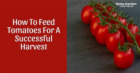 How To Feed Tomatoes For A Successful Harvest Home Garden Vegetables