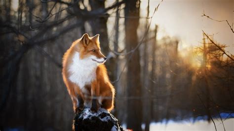 Fox Winter Morning Hd Animals 4k Wallpapers Images Backgrounds Photos And Pictures