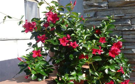 Dipladenia Red For Sale North Fort Myers