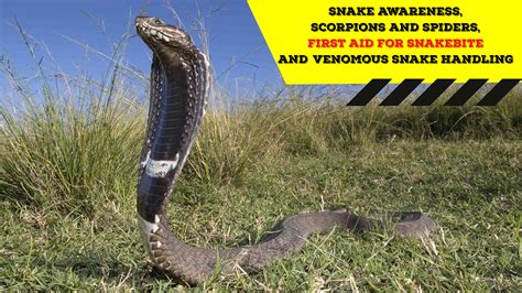 Snake Awareness And Venomous Snake Handling Gauteng 2021 04 24