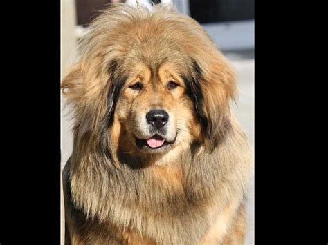 How Much Is A Tibetan Mastiff In The Usa