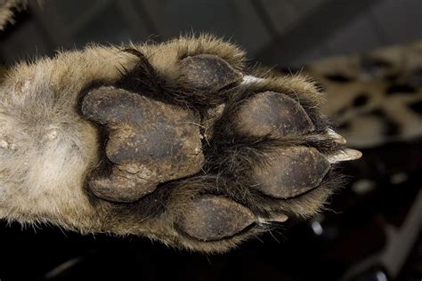 Cheetah Paw A Close Up View Of A Cheetah Paw Note The W S Flickr