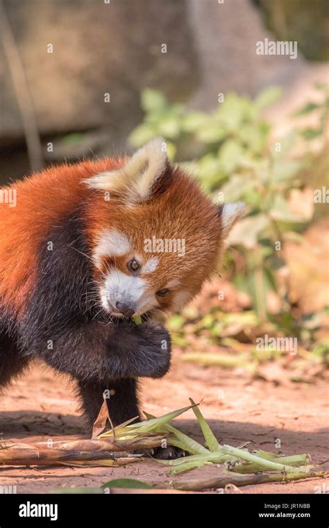 Red Panda Ailurus Fulgens On Ground Research Base Of Giant Panda