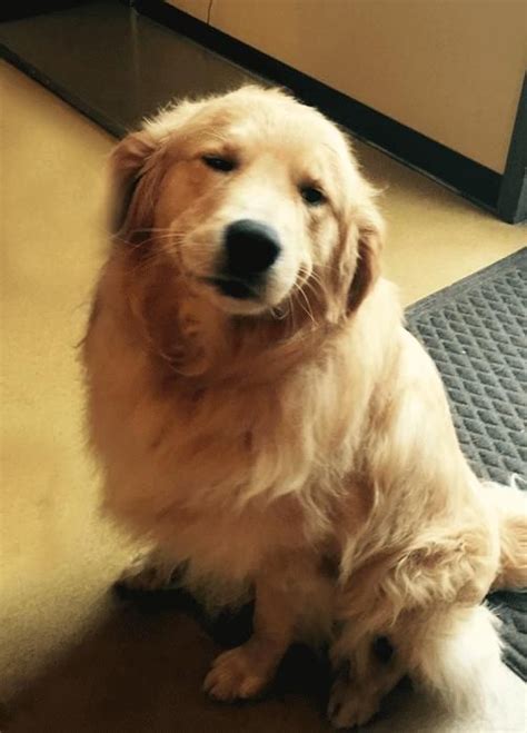 Adopt Marshall On Petfinder Dogs Golden Retriever Golden Retriever