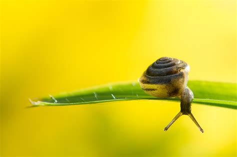 Animal Snail Hd Wallpaper