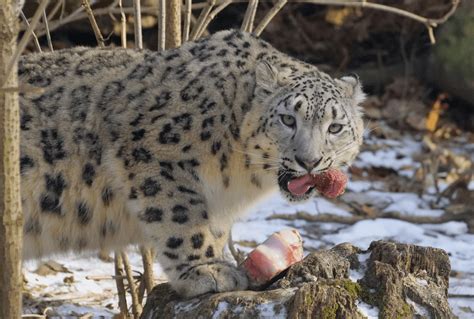 What Do Snow Leopards Eat
