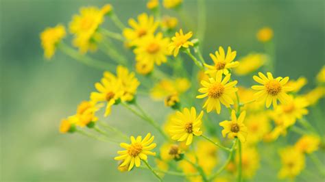 Yellow Meadow Flowers In Blur Green Background 4k 5k Hd
