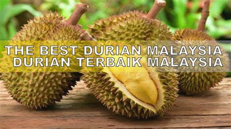 Berbicara mengenai jenis durian paling enak, durian montong adalah jenis durian unggul favorit bagi semua orang. THE BEST DURIAN MALAYSIA | DURIAN TERBAIK MALAYSIA - YouTube