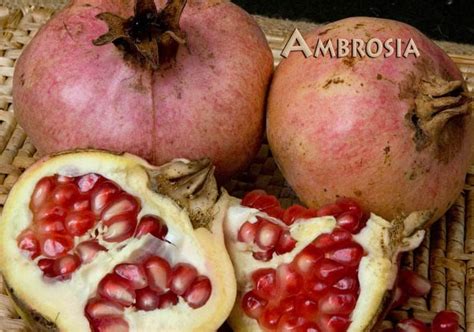 Ambrosia Pomegranate 1 To 2 Feet Tall Ship In 6 Pot