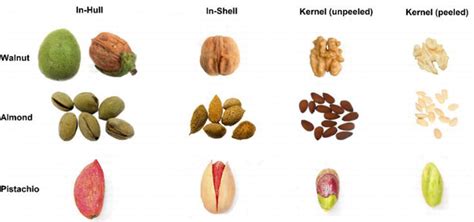 Processing Of Tree Nuts Intechopen