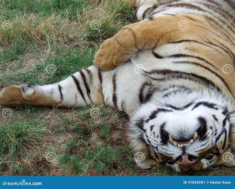 Playful Tiger Stock Image Image Of Relaxingn Striped 97849281