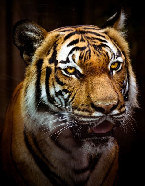 Tiger Portrait In 2021 Photo Free Stock Photos Stock Photos