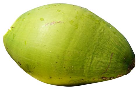 Green Coconut Png Image Purepng Free Transparent Cc0 Png Image Library