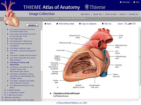 Thieme Atlas Of Anatomy Image Collection Neck And Internal Organs