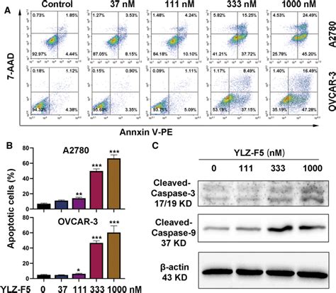 Ylz F5 Induced Apoptosis Of Ovarian Cancer Cell Lines A Flow