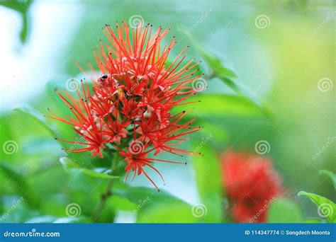 Red Flowers Blooming Stock Photo Image Of Background 114347774