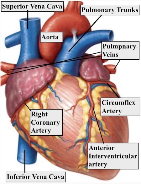 Label The Following Parts Of The Heart In The Figure Anterior
