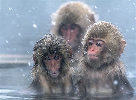 Cute Macaques Enjoy Hot Springs In Snowy Conditions