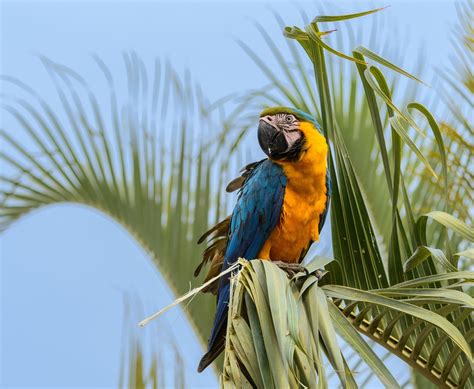 Download Macaw Parrot Bird Animal Blue And Yellow Macaw Blue And Yellow