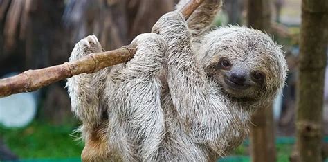 10 Surprisingly Chill Facts About Sloths The Fact Site