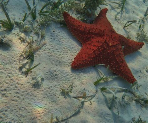 Image Result For Short Spined Sea Star Sea Star Sea Image