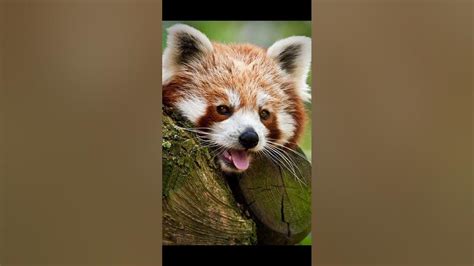 Reasons Why Red Pandas Are Endangered Youtube