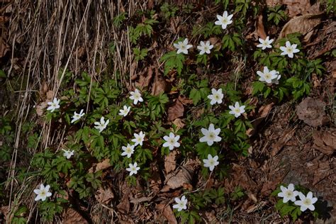 I fiori della veronica sono piccolissimi ma si fanno notare. Marzo Fiorellini Bianchi Sottobosco : Fioriture Del Bosco ...