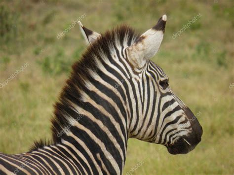 Zebra Portrait — Stock Photo © Mattiaath 8503669
