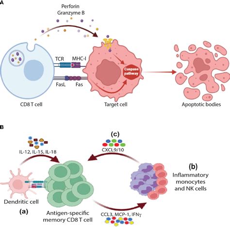 Frontiers Non Cytotoxic Functions Of Cd8 T Cells “repentance Of A