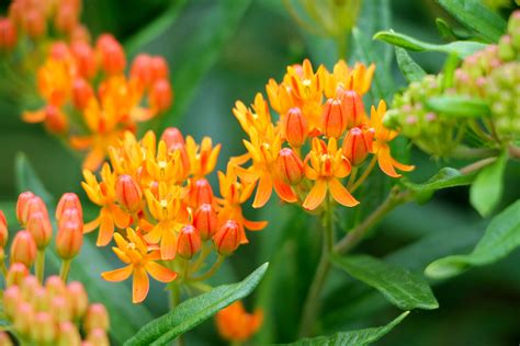 Florida Native Flowering Plants Best Flower Site