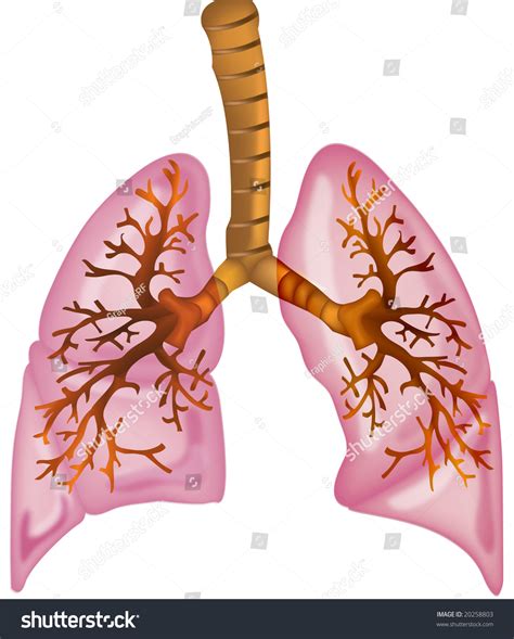 Human Lungs High Detailed Illustration Stock Illustration