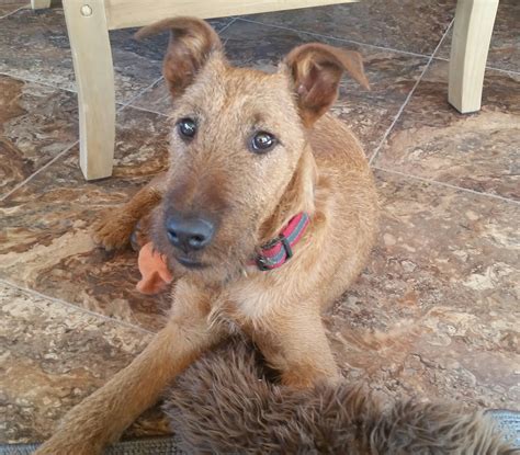 jigs iowa adopted irish terrier rescue network