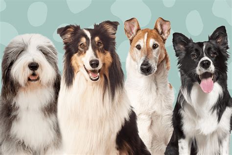 Types Of Collies From Bearded To Border